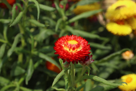 Shalamar Gardens in Lahore, Punjab province, Pakistanのeditorial素材
