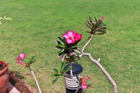 The garden of Mohatta Palace Museum in Karachi, Pakistanのeditorial素材