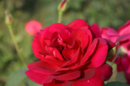 The park of Tomb of Jahangir close Lahore, Punjab province, Pakistanのeditorial素材