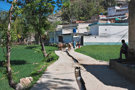 Mingora, Pakistan - 01 Apr 2021: Some cows in the village in Swat valley of Himalayas, Pakistanのeditorial素材