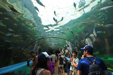 Sydney / Australia - 01 Jan 2019: Aquarium with great white shark in Sydney, Australiaのeditorial素材