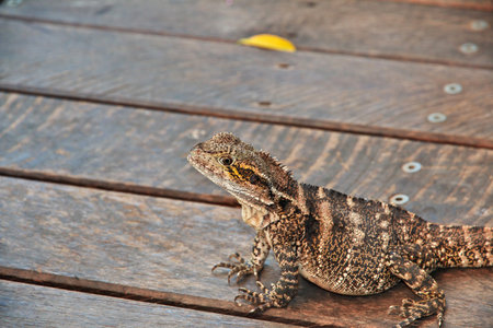 Kuranda entertainment complex in the mountains, Cairns, Australiaの写真素材