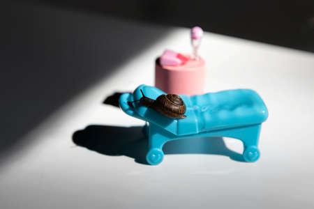 A snail in the sun on a chaise longue.Examination in the medical office.A snail with a brown shell and antennaeの写真素材