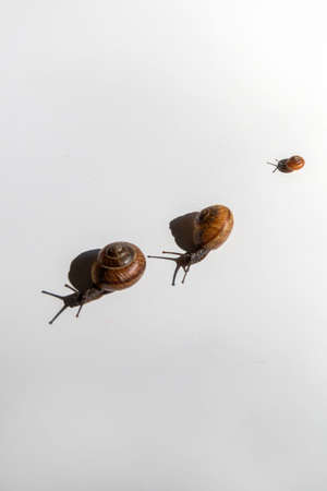 A family of snails crawls on a white table.Mom, dad and baby. Snails with brown shells and antennae.の写真素材