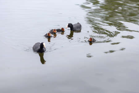 A duck and ducklings are swimming in the lake.Black bird and her babies in the water.Birds in their natural habitat.の写真素材