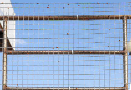Ladybugs have invaded the south of Russia.Metal mesh and red bugs with black spots.A lot of ladybugs in one place.の写真素材
