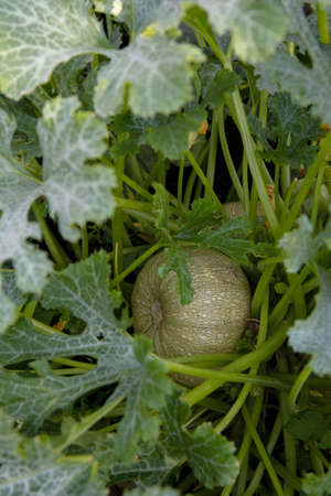 Beautiful natural pattern of pumpkin leaves.Harvest of pumpkins in the country.Selective focusの写真素材
