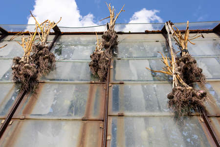 The garlic crop dries in the sun.Garlic is tied in bundles and hung on the greenhouse.Harvesting in the village.の写真素材