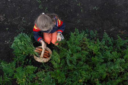 The girl is harvesting vegetables.A girl holds a wicker basket with carrotsの写真素材