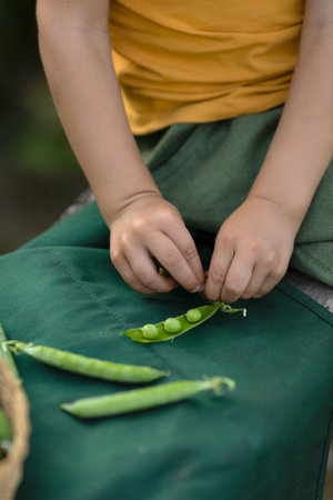 Childrens hands take the peas out of the podの写真素材