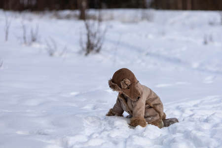 A kid in a winter fur coat, hat and felt boots in a snow-covered forestの写真素材