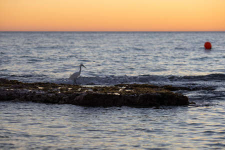Sunset on the Caribbean coast in the Dominican Republic.A bird on a stone islandの写真素材