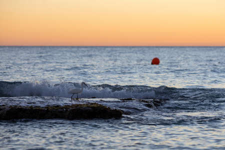 Sunset on the Caribbean coast in the Dominican Republic.A bird on a stone islandの写真素材