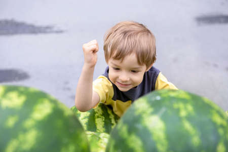 A little boy picks a watermelon at the market by tapping his fistの写真素材