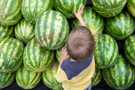A boy with a watermelon.A little boy picks a watermelon at the marketの写真素材