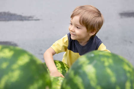 A little boy picks a watermelon at the market by tapping his fistの写真素材