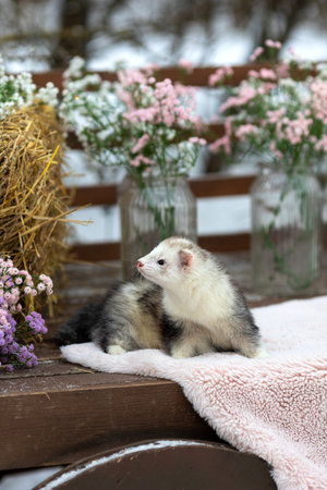 A ferret in the spring surroundings. Cute pet weasel.の写真素材