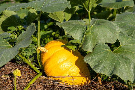 A yellow round pumpkin grows in a garden in the open ground.Large green leaves and a ripe pumpkin.Vegetable garden in the village.The pumpkin crop is ready for harvesting.の写真素材