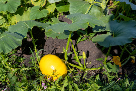 A yellow round pumpkin grows in a garden in the open ground.Large green leaves and a ripe pumpkin.Vegetable garden in the village.The pumpkin crop is ready for harvesting.の写真素材