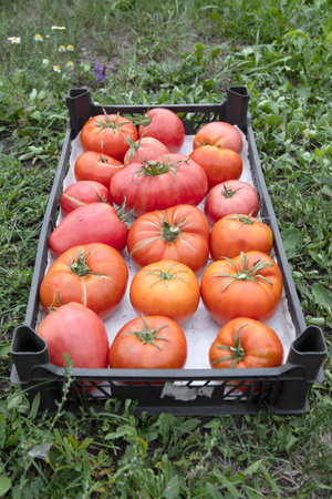 Large red tomatoes are lying in a black plastic box. Harvest of ripe tomatoes.An environmentally friendly product.Vegetables grown in the village.There is a box of tomatoes on the green grassの写真素材