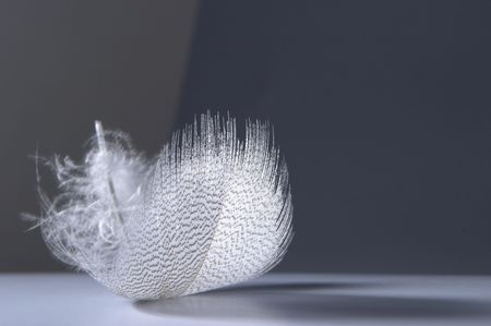 Featherの写真素材