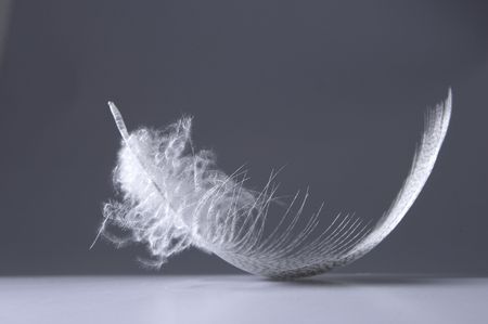 Featherの写真素材