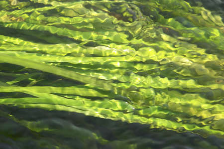 Seaweed