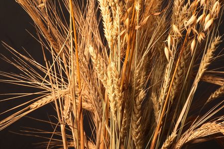 Grain ears of different grades, cerealsの写真素材