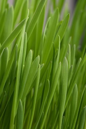 Young juicy green grass, vertically 