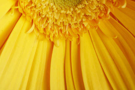 beautiful yellow flower petals closeupの写真素材