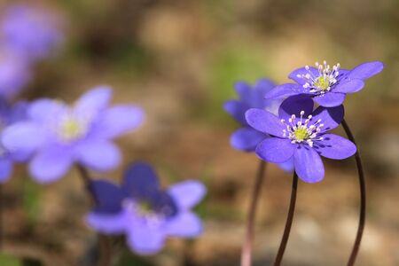 Flower a snowdropの写真素材