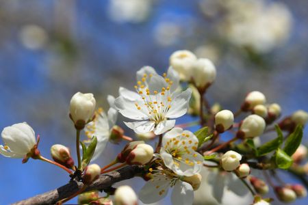 cherry blossoms