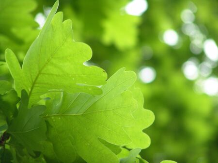 Fresh green leaves の写真素材