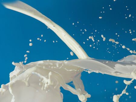 Dairy splash on a  blue background                               の写真素材