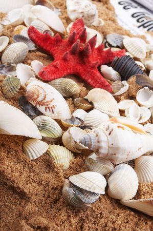 lovely seashells against 