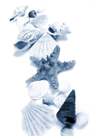 lovely seashells against 