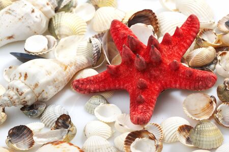 lovely seashells against の写真素材