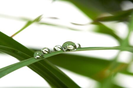 drops with green grassの写真素材