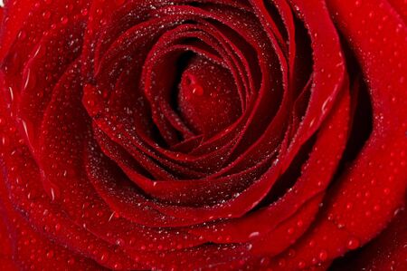 Macro image of dark red rose with water droplets. Extreme close-up .の写真素材