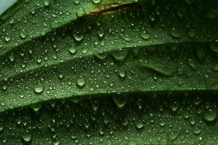 leaf and dropの写真素材