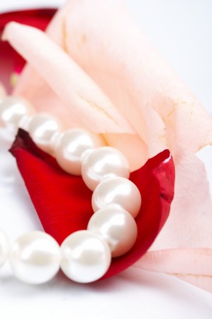 rose pearの写真素材