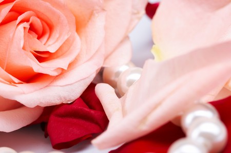 rose pearの写真素材