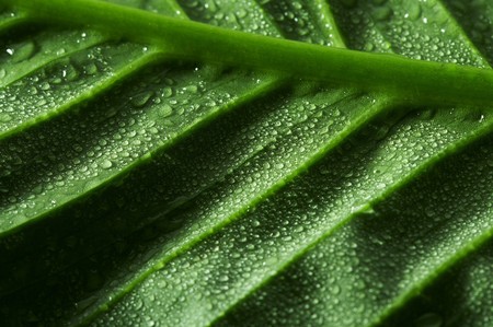leaf and drop