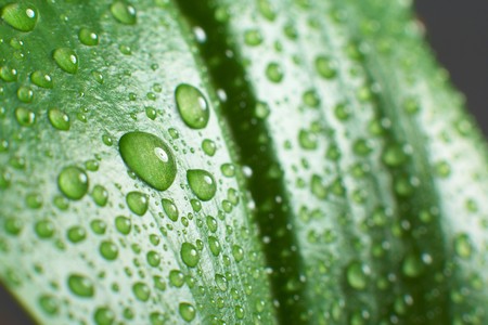 leaf and drop