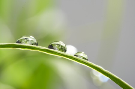 drops with green grass