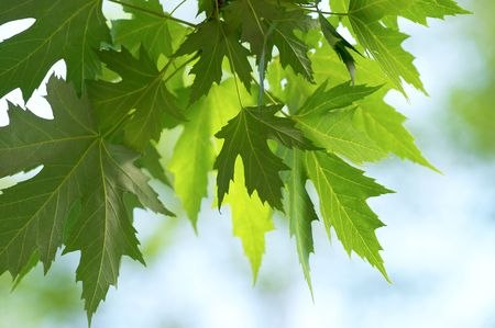 green leaves