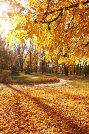 autumn, fall background