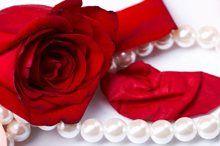 rose pearの写真素材