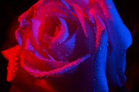 Roseの写真素材