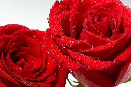 Macro image of dark red rose with water droplets. Extreme close-up .の写真素材
